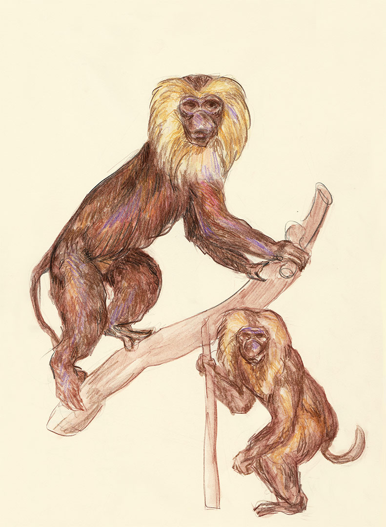 animal-illustration—antipa-(16)