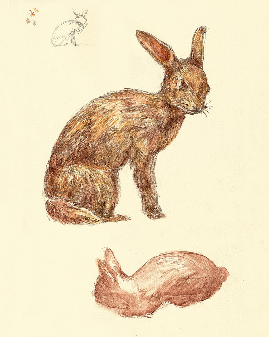 animal-illustration—antipa-(2)