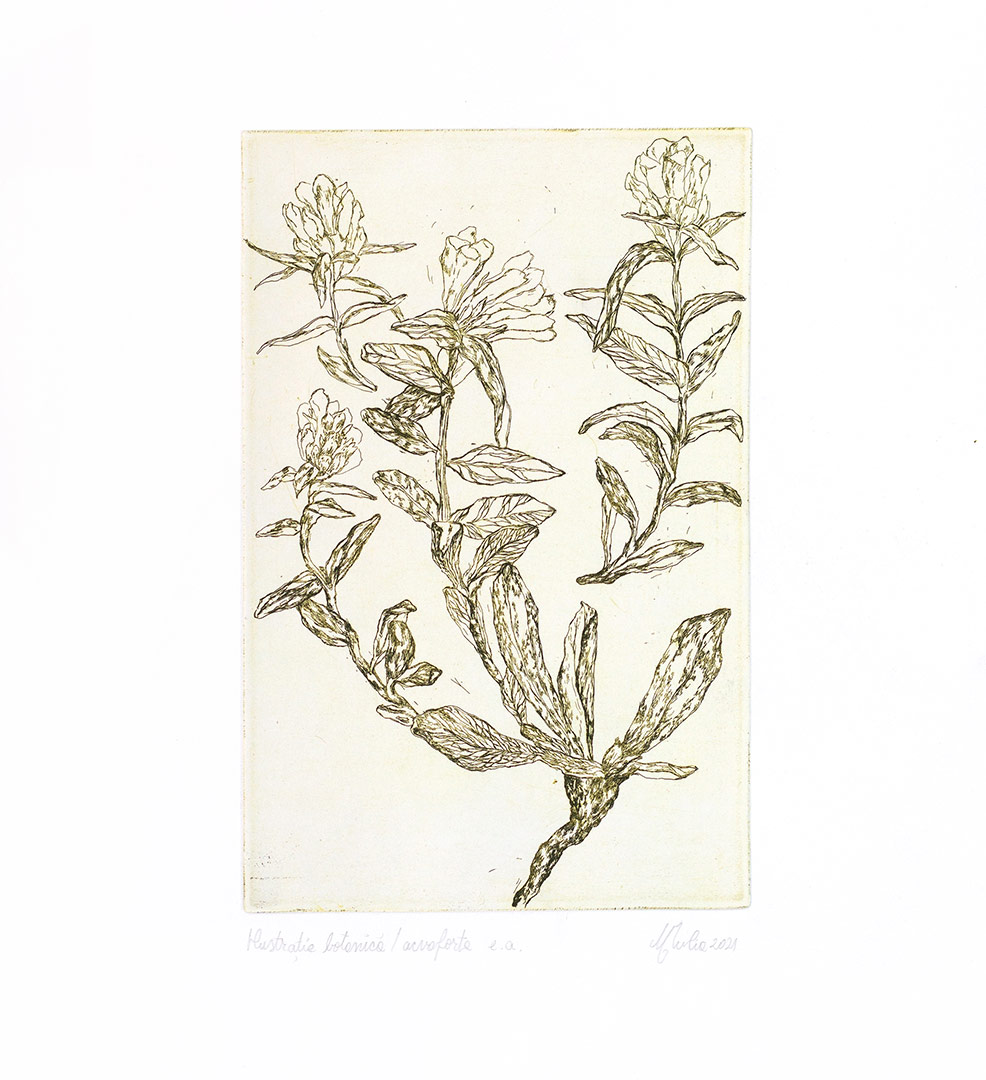 bothanical-engraving-(1)