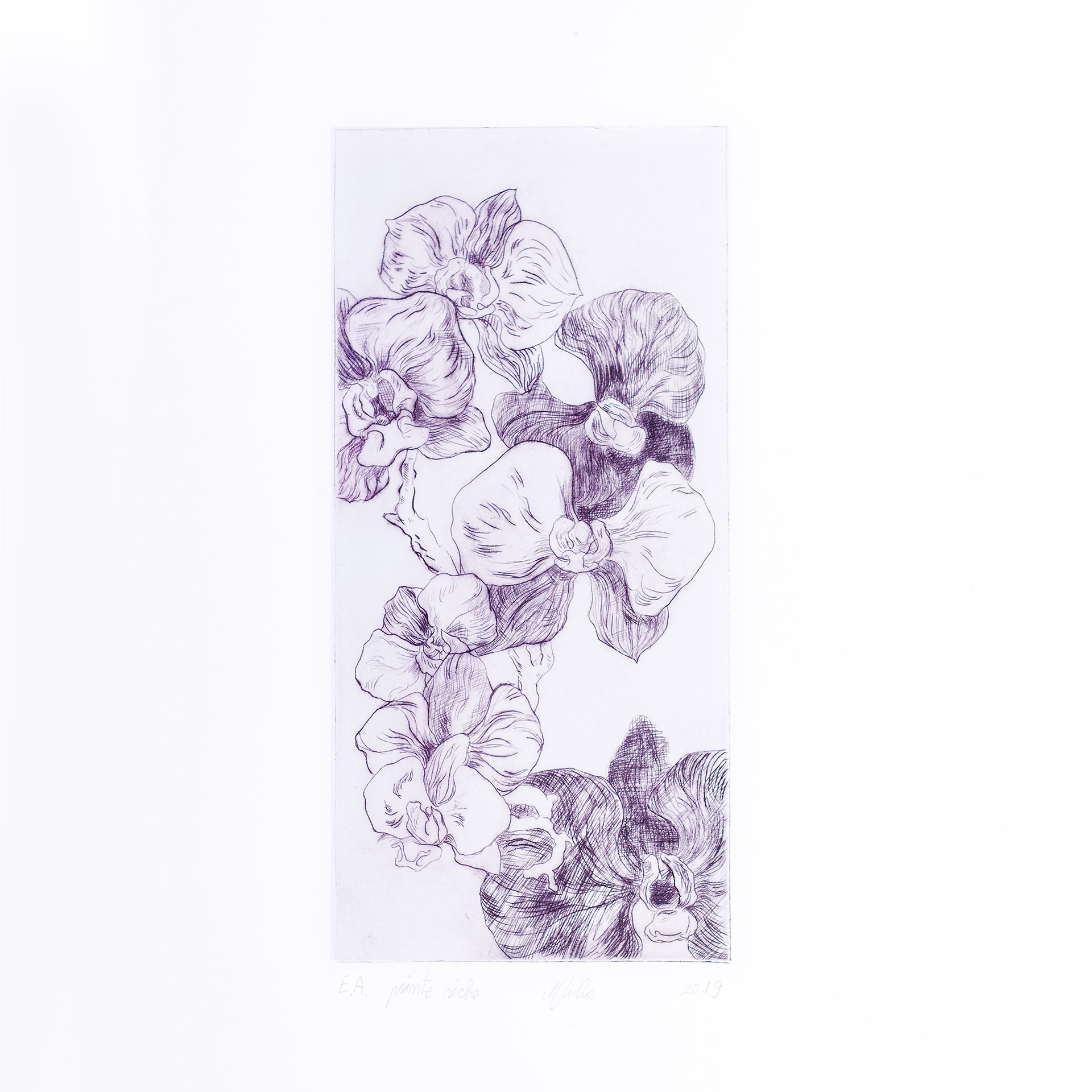 floral-illustration-engraving-purple