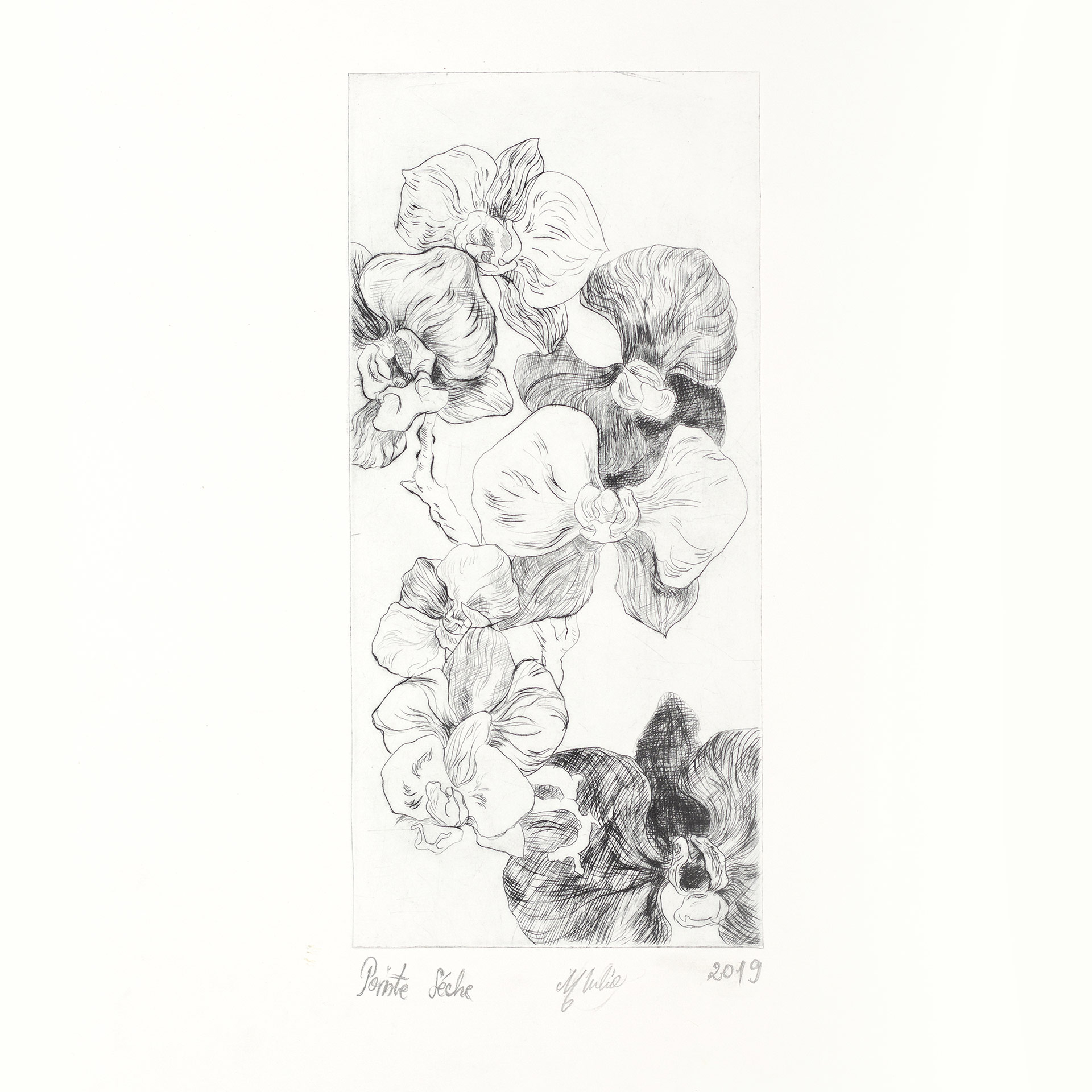 floral-illustration-engraving
